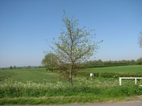 Greenwich Meridian Marker; England; Cambridgeshire; Orwell